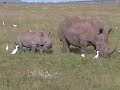 rhinos
