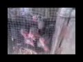 Ayam Kampus images Ayam Kampus