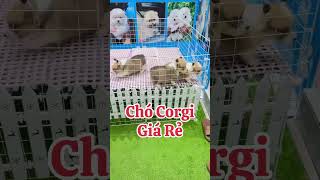 Bán Chó Corgi Giá Rẻ