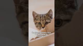 Kedi̇lerde Biyik Gerçekten Ne İşe Yarar ?