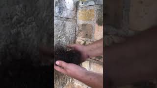 Yall Wanted Another One. Tiktok Legs Tickle Texas Foryou Hair Legs Spider Lik