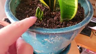 It EXPLODED?! EASY INDOOR PLANT TOUR 2020 | IVY & PALM VLOG