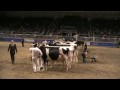 Canadian National Holstein Show - Jr. 3-Year-Olds