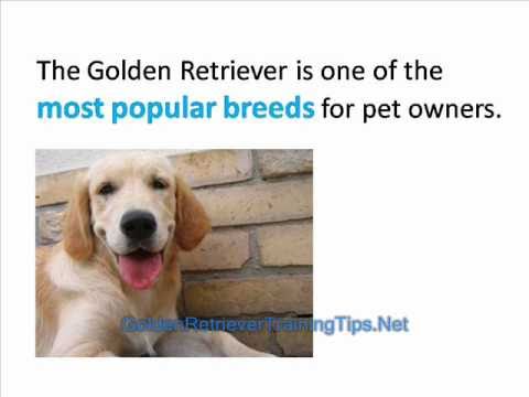 how to groom a golden retriever golden retriever how to groom your golden retriever how to groom a golden retriever golden retriever how to groom your golden retriever
