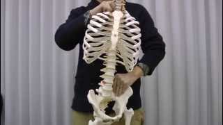 脊柱可動型モデル，胸郭，大腿骨付：動画