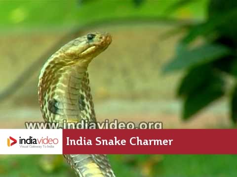 Snake Charmer Cobra India
