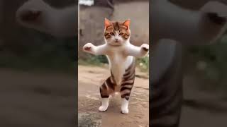 Billi Bhilai Wala Bhilai Cartoon 18 Billi Wala Cartoon Bhilai Wala Cat