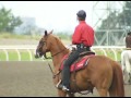 A day in the life of Woodbine's head outrider Robert Love