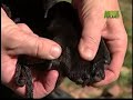 labradors