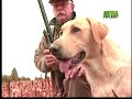 labradors