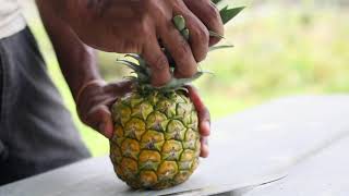 Création de Contenu // Petit Cocotier // Ananas