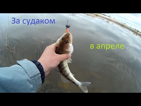 ловля судака весной на припяти ловля судака весной на припяти