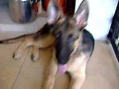 My 4 months old German