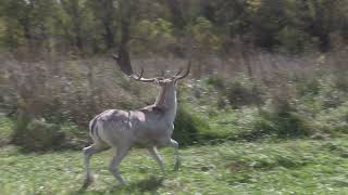 Xtreme Fallow Deer TGS October 2022