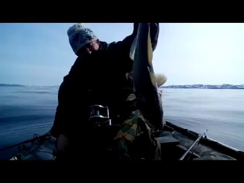 видео ловля трески в баренцевом море 2015 видео ловля трески в баренцевом море 2015