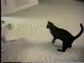 Crazy Cat Attacking Spuds Dog