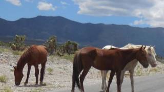 34 Born Free 34 Kid Rock Wild Horses In Cold Creek Nv 34 Born Free 34 Kid Rock Wild Horses In Cold Creek Nv