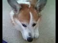 Jack the dog hates opera!