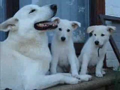 Качена снимка
