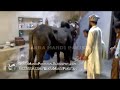 Eid Ul Azha Cow Qurbani Lahore