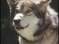 The Legend of Wolf Mountain (1992) Free Online Movie