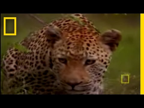 Big Cats: Lifestyles of Leopards