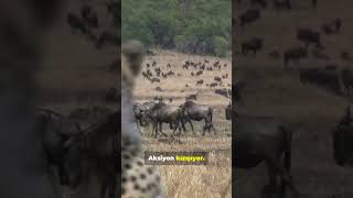 Hayatta Kalma Mücadelesi Serengetiden Masai Maraya 45 Saniyelik