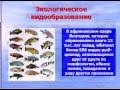 скачать фильм видообразование скачать фильм видообразование