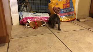 Breakfast With Luna Staffordshire Bull Terrier Puppy