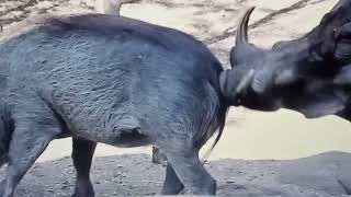 The Two Warthogs Mating Process, As Male Warthog Literally Salivating