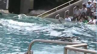 Kasatka, Kalia, Corky - Believe Opening September 2008