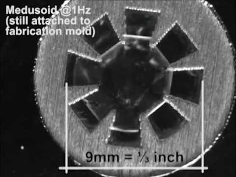 Caltech and Harvard Bioengineers Create Artificial Jellyfish that Swims
