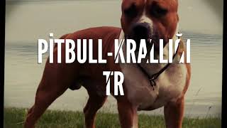 Pi̇tbull-Kralliği Tr İntro