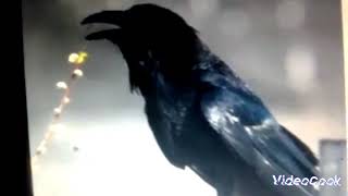 Watch Plazma Black Bird Fly video