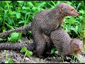 Mongoose mating #mongoose #Mongoosemating #mating