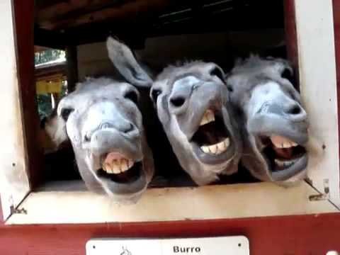 funny donkey donkeys face smiling animal laughing animals fun four faces liquidation total auction mini cute burro