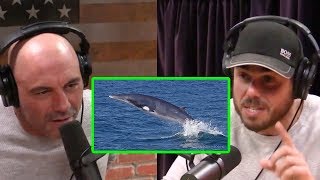 Joe Rogan - Ross Edgley's Amazing Story of Swimming With a Whale