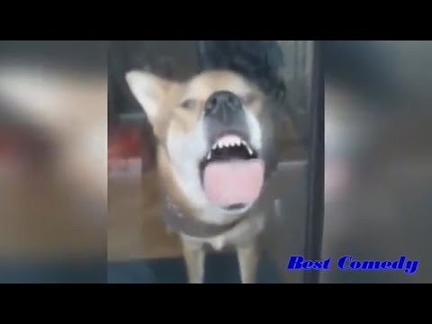 видео приколы ржака смотреть видео приколы ржака смотреть