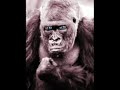 Guerilla Pimpin Video preview