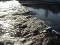 A winters day on the river Nith.