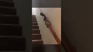 Snake Goes Up Stair Rail.