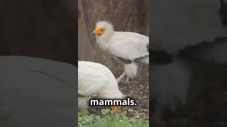 Most Dangerous Extinct Predators