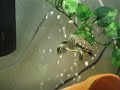 Squirt The Red Ear Slider Turtle - Tank Set-Up