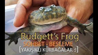 Budgett's Frog - Yakışıklı mı yakışıklı Kurbağa