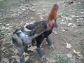 Adu Ayam Petarung Super Handal Vs Ayam Bangkok Aduan images Adu Ayam Petarung Super Handal Vs Ayam Bangkok Aduan