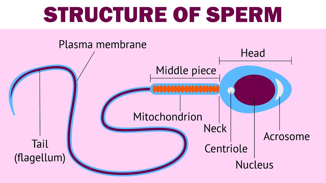 Sperm motility and conception