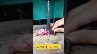 Waterlily Cutting