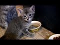 Mommy and adorable Baby Kittens. Day 36.