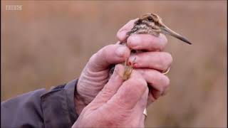 Winterwatch 2022 - Jack Snipes