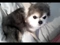Dying from a heart murmur? Bluey my dog